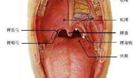 喉炎的图片,揭秘喉咙不适的警示信号