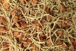 臭草根的图片,大自然的神奇疗愈之宝