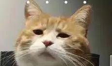 发癫图片,捕捉那些令人捧腹的搞笑瞬间