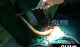 花椒女主播黄鳝磁力,揭秘网络直播的暗流涌动