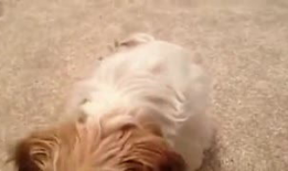 美短 美国搞笑视频