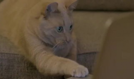 美短 美国搞笑视频