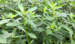 王草的图片,自然画卷中的绿色精灵