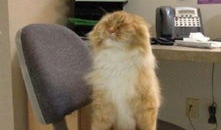 搞笑猫 走红,萌态可掬，笑料百出！