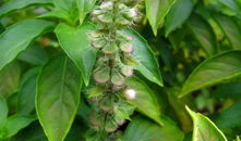 王草的图片,自然画卷中的绿色精灵