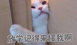 傻笑卖萌表情包,网络时代的欢乐源泉