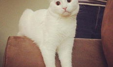 搞笑猫 走红,萌态可掬，笑料百出！