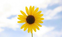 调节心情的图片,精选调节心情图片集锦