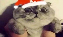 娱乐之神级魔盗师免费