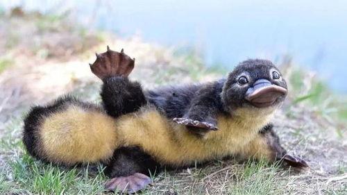 娱乐圈吃瓜酱鸭嘴兽